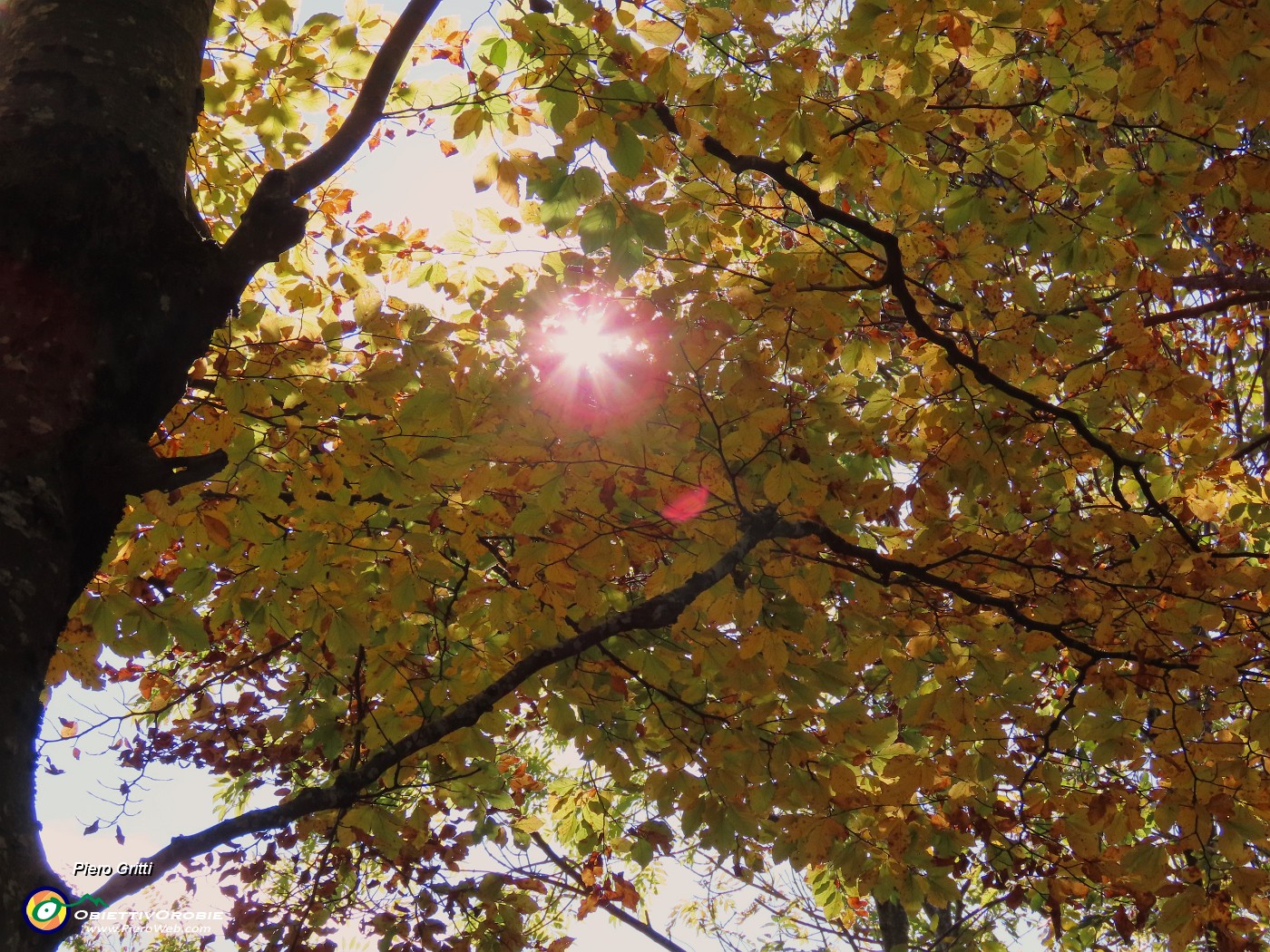 26 I faggi colorati d'autunno baciati dal sole.JPG